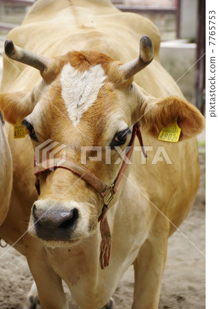 Cow  7765753