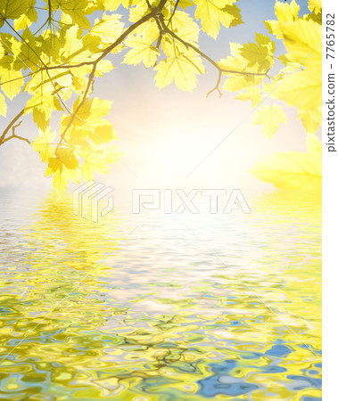 Yellow leaves reflected in water Yellow leaves reflected in water 7765782