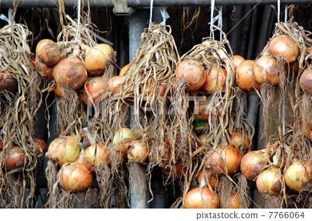 Hanging onion of onion 7766064