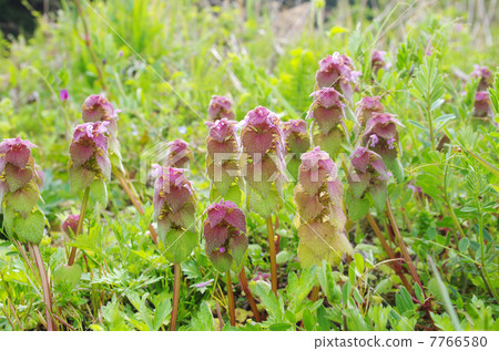 Odorikoso blooming in Nobe 7766580