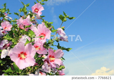 Mukge and blue sky Mukge and blue sky 7766621
