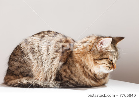 cat relaxes and dreams 7766840