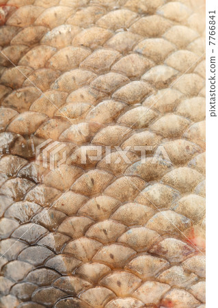Crucian carp 7766841