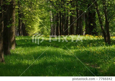 beautiful park 7766842