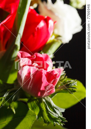 spring flowers 7766946