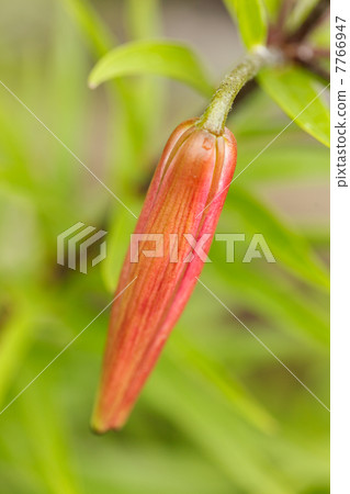Lily in the garden 7766947
