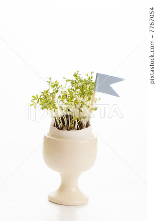 watercress in the egg 7767054