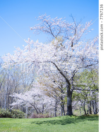 櫻花(特別拍攝) 櫻花(特別拍攝) 7767136