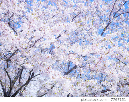 Sakura (special shooting) Sakura (special shooting) 7767151
