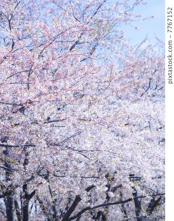 Sakura (special shooting) Sakura (special shooting) 7767152