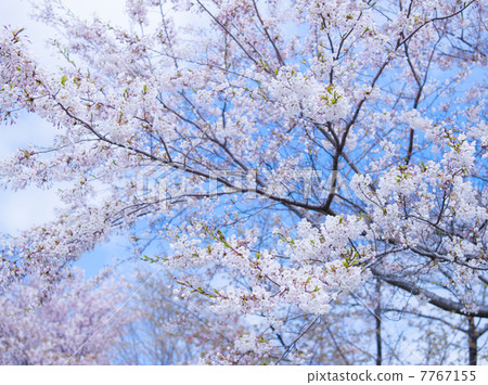 櫻花（特別拍攝） 7767155