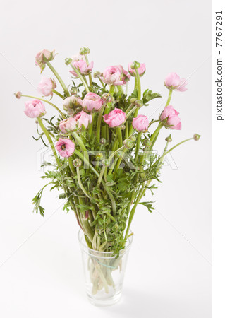 pink Ranunculus 7767291