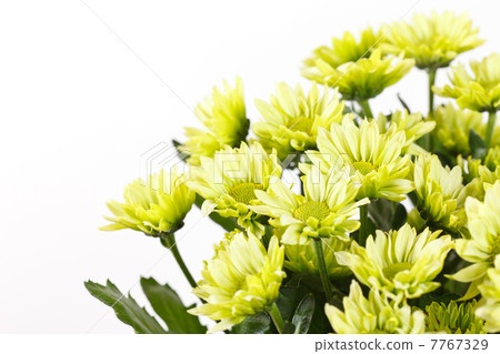 Chrysanthemum Flowers 7767329