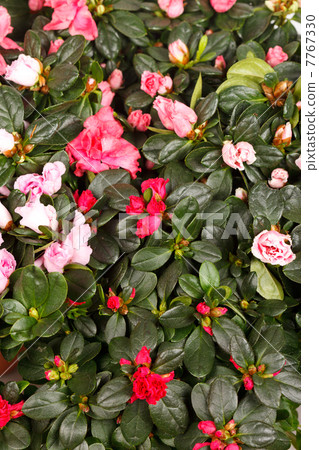 Blossoming plant of azalea 7767330