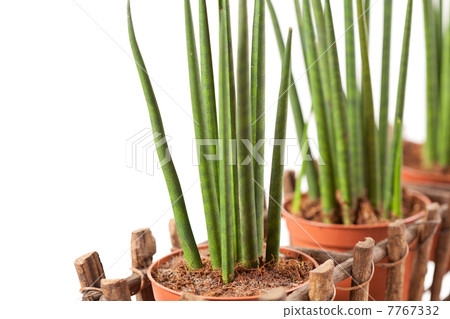 plants in the basket plants in the basket 7767332