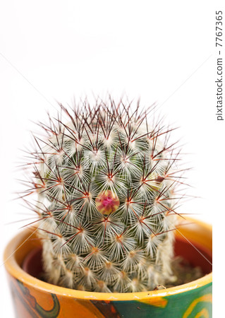 cactus flowers cactus flowers 7767365