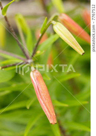 Lily in the garden 7767512