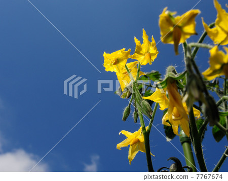 Mini tomato flowers Mini tomato flowers 7767674