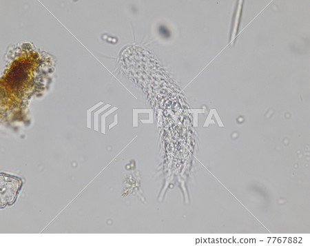 Itachimushi Itachimushi 7767882