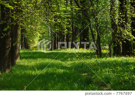 beautiful park beautiful park 7767897