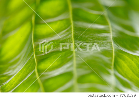 leaf background leaf background 7768159