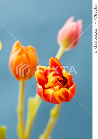 beautiful tulips beautiful tulips 7768168
