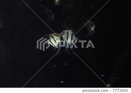 Angel fish to kiss 7772045