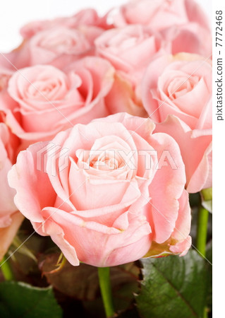 beautiful roses beautiful roses 7772468