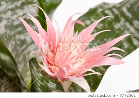 Aechmea Fasciata Bromeliad isolated on white 7772501