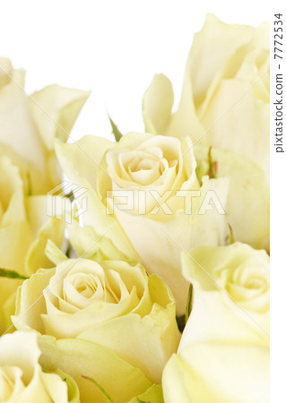 beautiful roses 7772534