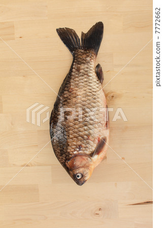 Crucian carp Crucian carp 7772662