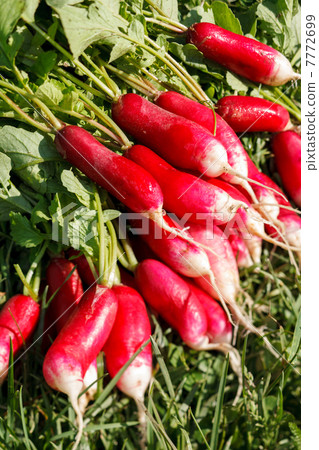 fresh radish 7772699