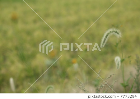 狗尾草 7773294