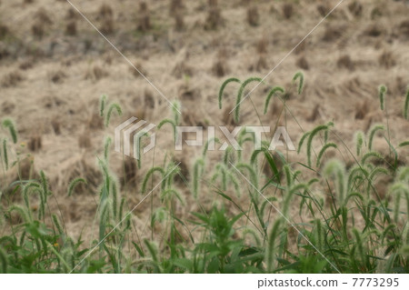 狗尾草 狗尾草 7773295