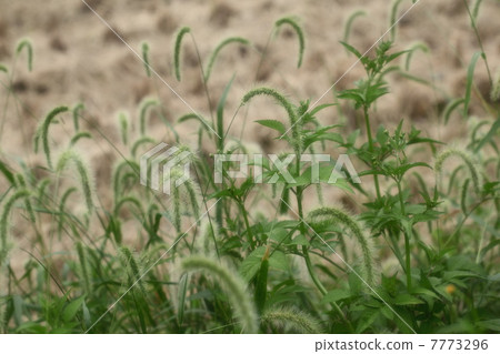 狗尾草 7773296