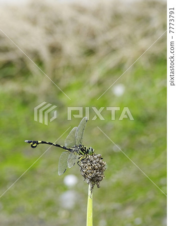 Uchiwa Tsutomu stopping at the end of the bastion Uchiwa Tsutomu stopping at the end of the bastion 7773791