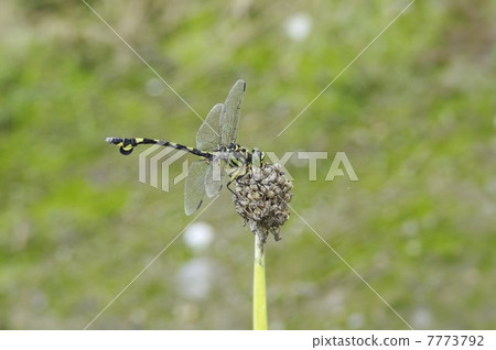 Uchiwa Tsutomu stopping at the end of the bastion Uchiwa Tsutomu stopping at the end of the bastion 7773792
