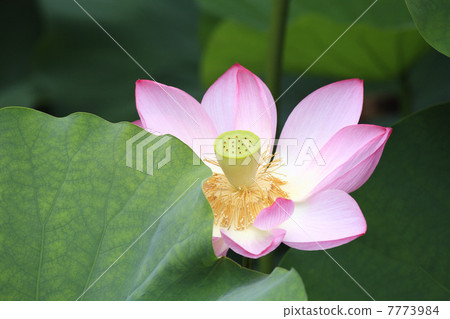 Lotus flower  7773984
