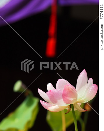 Lotus flowers at the temple Lotus flowers at the temple 7774111