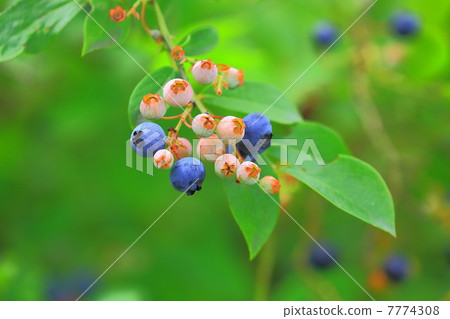 Blueberry fruit ripen 7774308