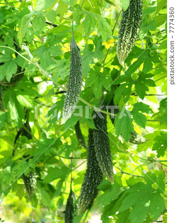 Bitter gourd green curtain Bitter gourd green curtain 7774360