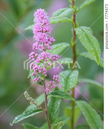 Hozakimotsuke 7774873