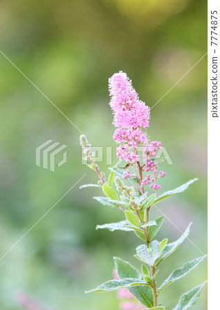 Hozakimotsuke 7774875