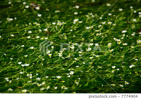 Ume花藻類的清醒很好 7774904