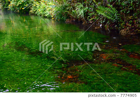 Ume花藻類的清醒很好 7774905