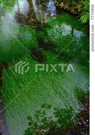 Ume花藻類的清醒很好 7774906