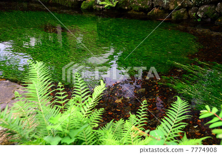 Ume花藻類的清醒很好 Ume花藻類的清醒很好 7774908