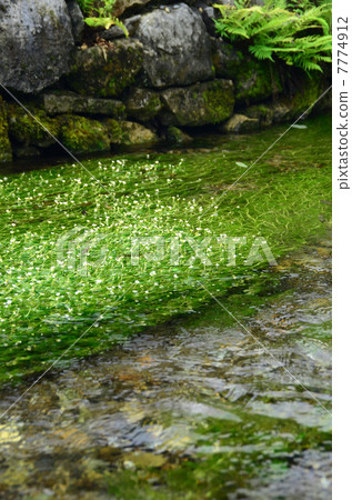 Ume花藻類的清醒很好 7774912