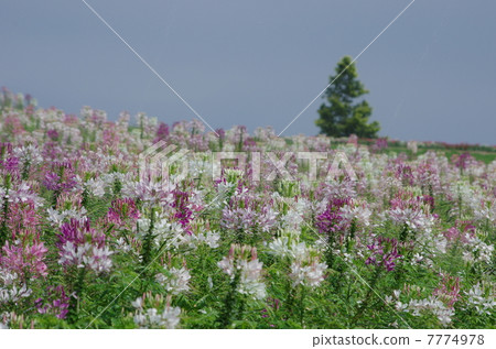 Awarji flowers and chrysalis 7774978
