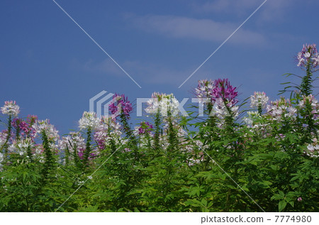 Awarji花和蛹 7774980